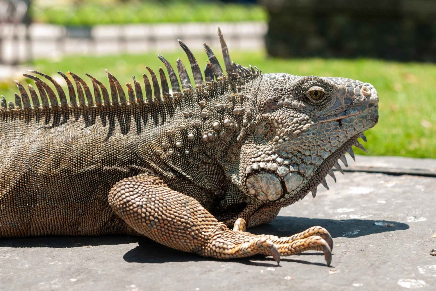 Guayaquil: ¡un tour de medio día en coche que te va a encantar!