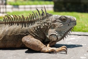 Guayaquil: ¡un tour de medio día en coche que te va a encantar!