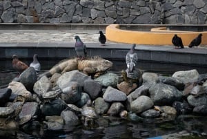Guayaquil: ¡un tour de medio día en coche que te va a encantar!