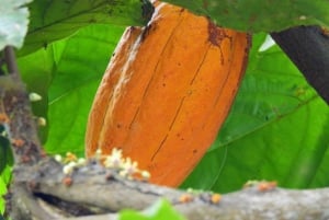 Guayaquil: Fantastisk heldagstur til Churute-mangrovereservatet