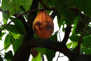 Guayaquil: Fantastisk heldagstur til Churute-mangrovereservatet