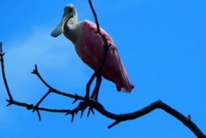 Guayaquil: Fantastisk heldagstur til Churute-mangrovereservatet