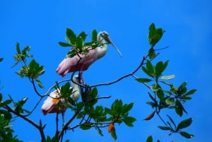 Guayaquil: Fantastisk heldagstur til Churute-mangrovereservatet