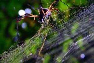 Guayaquil: Fantastisk heldagstur til Churute-mangrovereservatet