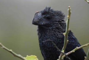 Guayaquil: Fantastisk heldagstur til Churute-mangrovereservatet