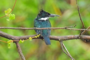 Guayaquil: Fantastisk heldagstur til Churute-mangrovereservatet