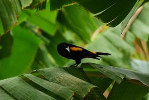 Guayaquil: Fantastisk heldagstur til Churute-mangrovereservatet