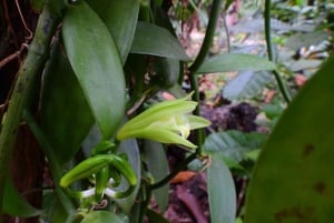 غواياكيل: رحلة مذهلة لمدة يوم كامل في محمية أشجار المانغروف في تشوروت