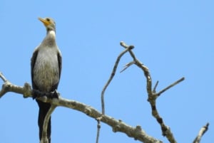 غواياكيل: رحلة مذهلة لمدة يوم كامل في محمية أشجار المانغروف في تشوروت