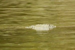 غواياكيل: رحلة مذهلة لمدة يوم كامل في محمية أشجار المانغروف في تشوروت