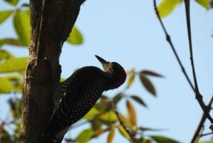 غواياكيل: رحلة مذهلة لمدة يوم كامل في محمية أشجار المانغروف في تشوروت