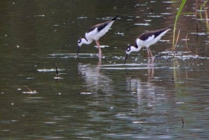 غواياكيل: رحلة مذهلة لمدة يوم كامل في محمية أشجار المانغروف في تشوروت