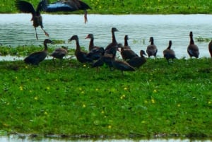 غواياكيل: رحلة مذهلة لمدة يوم كامل في محمية أشجار المانغروف في تشوروت