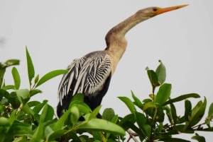 غواياكيل: رحلة مذهلة لمدة يوم كامل في محمية أشجار المانغروف في تشوروت