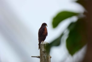 غواياكيل: رحلة مذهلة لمدة يوم كامل في محمية أشجار المانغروف في تشوروت