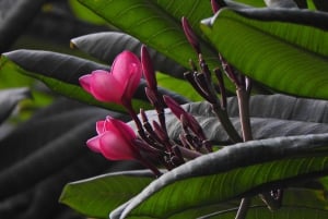 Guayaquil: Personlig byrundvisning med guide