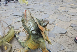 غواياكيل: جولة شخصية في المدينة مع مرشد