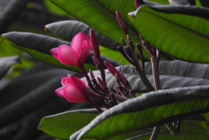 غواياكيل: جولة شخصية في المدينة مع مرشد