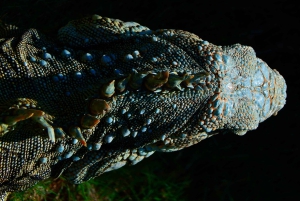 غواياكيل: جولة شخصية في المدينة مع مرشد