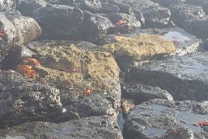 Visite d'une demi-journée dans la baie de l'île de Santa Cruz