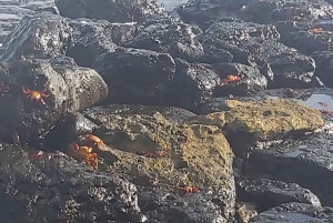 Visite d'une demi-journée dans la baie de l'île de Santa Cruz