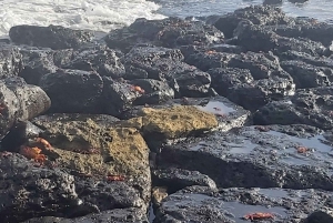 Visite d'une demi-journée dans la baie de l'île de Santa Cruz