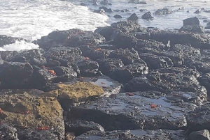 Visite d'une demi-journée dans la baie de l'île de Santa Cruz