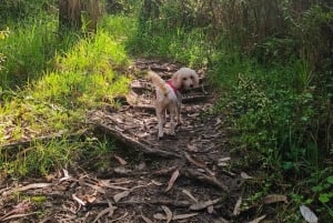 Caminata en el parque Guangüiltagua