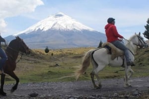 Quito: Cotopaxin kansallispuisto: Ratsastus ja lounas