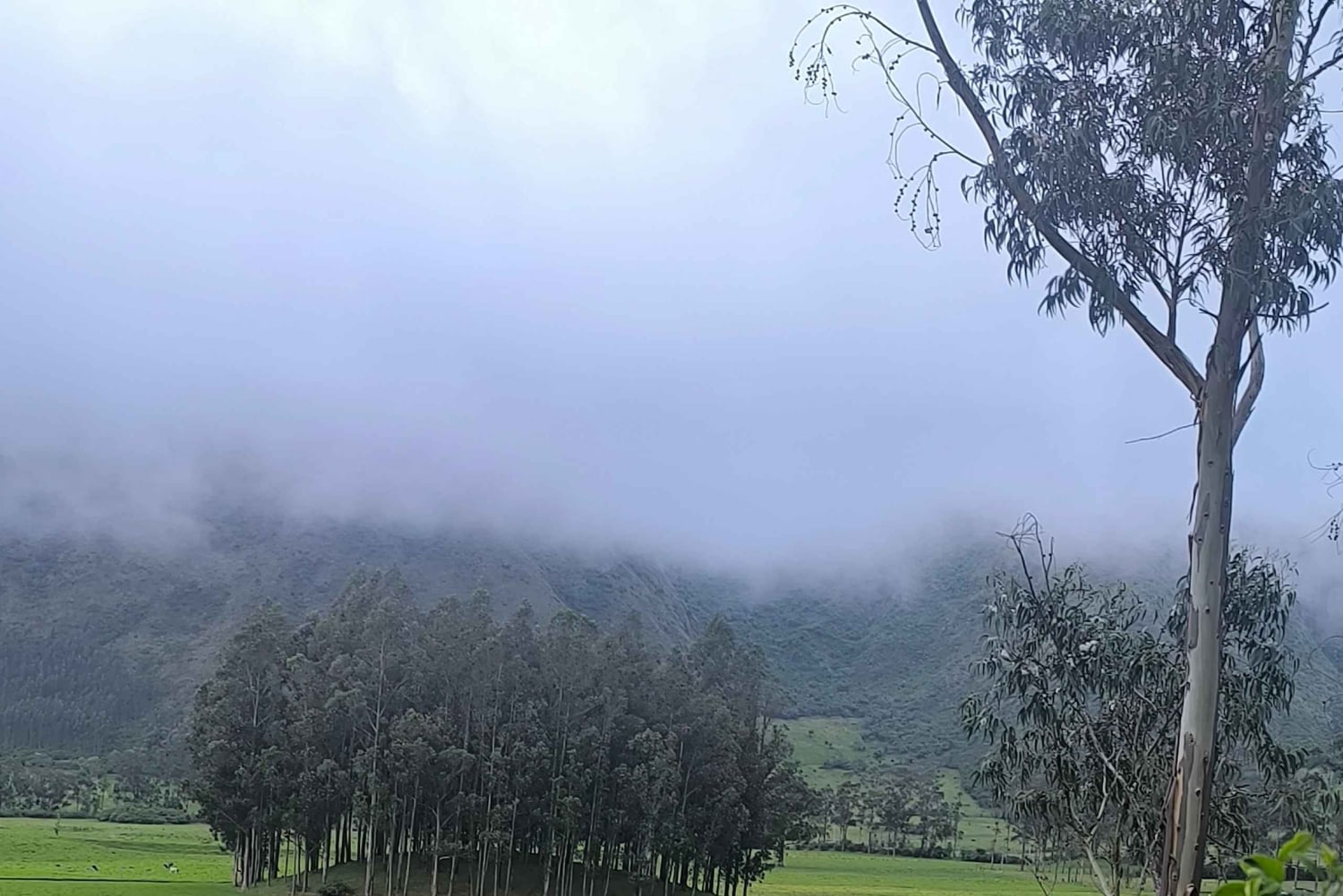イバラ：ラ・エスペランサとスレタへの1日ツアーをご案内いたします