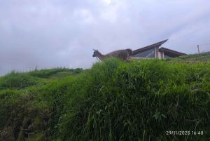 イバラ：ラ・エスペランサとスレタへの1日ツアーをご案内いたします