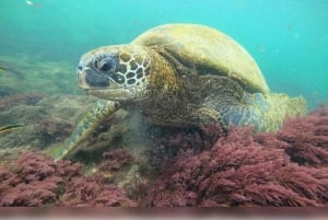 イサベラ島：カボ・ロサ・トンネルでのスノーケリング