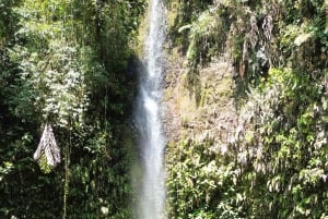 Olá Vida, passeio de um dia inteiro na Amazónia