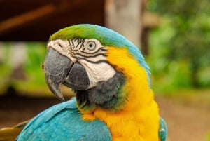 Olá Vida, passeio de um dia inteiro na Amazónia