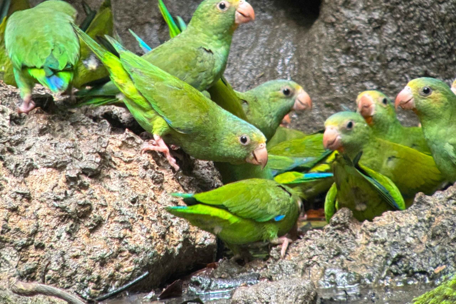 Limoncocha 1-dagars ekotur: fågelskådning och kanotpaddling i Amazonas