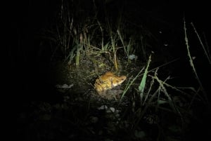 Limoncocha 1-dagars ekotur: fågelskådning och kanotpaddling i Amazonas