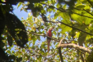 Limoncocha 1-dagars ekotur: fågelskådning och kanotpaddling i Amazonas
