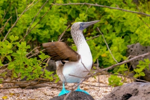 Excursion d'une journée aux îles Lobos et à la plage d'Ochoa depuis San Cristobal