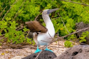 Tour di un giorno delle Isole Lobos e della spiaggia di Ochoa da San Cristobal