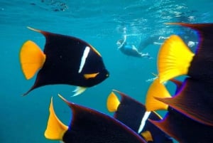 Tour di un giorno delle Isole Lobos e della spiaggia di Ochoa da San Cristobal