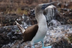 Los Tuneles Tagestour (Insel Isabela)