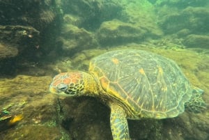 Excursion d'une journée à Los Tuneles (île d'Isabela)