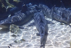 Tour di un giorno di Los Tuneles (Isola di Isabela)