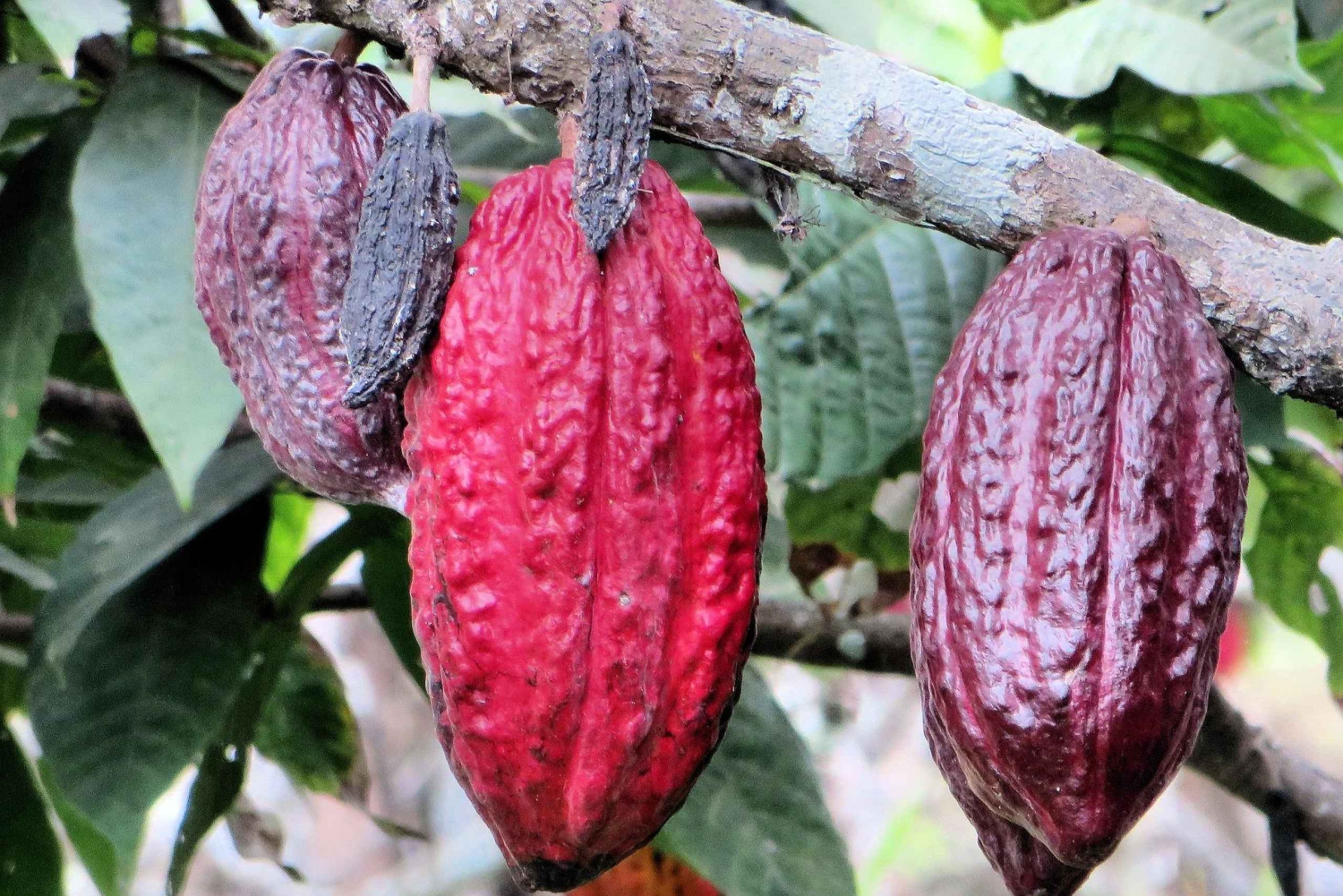 Mindo Adventure Escape: Natur, nöje och lugn