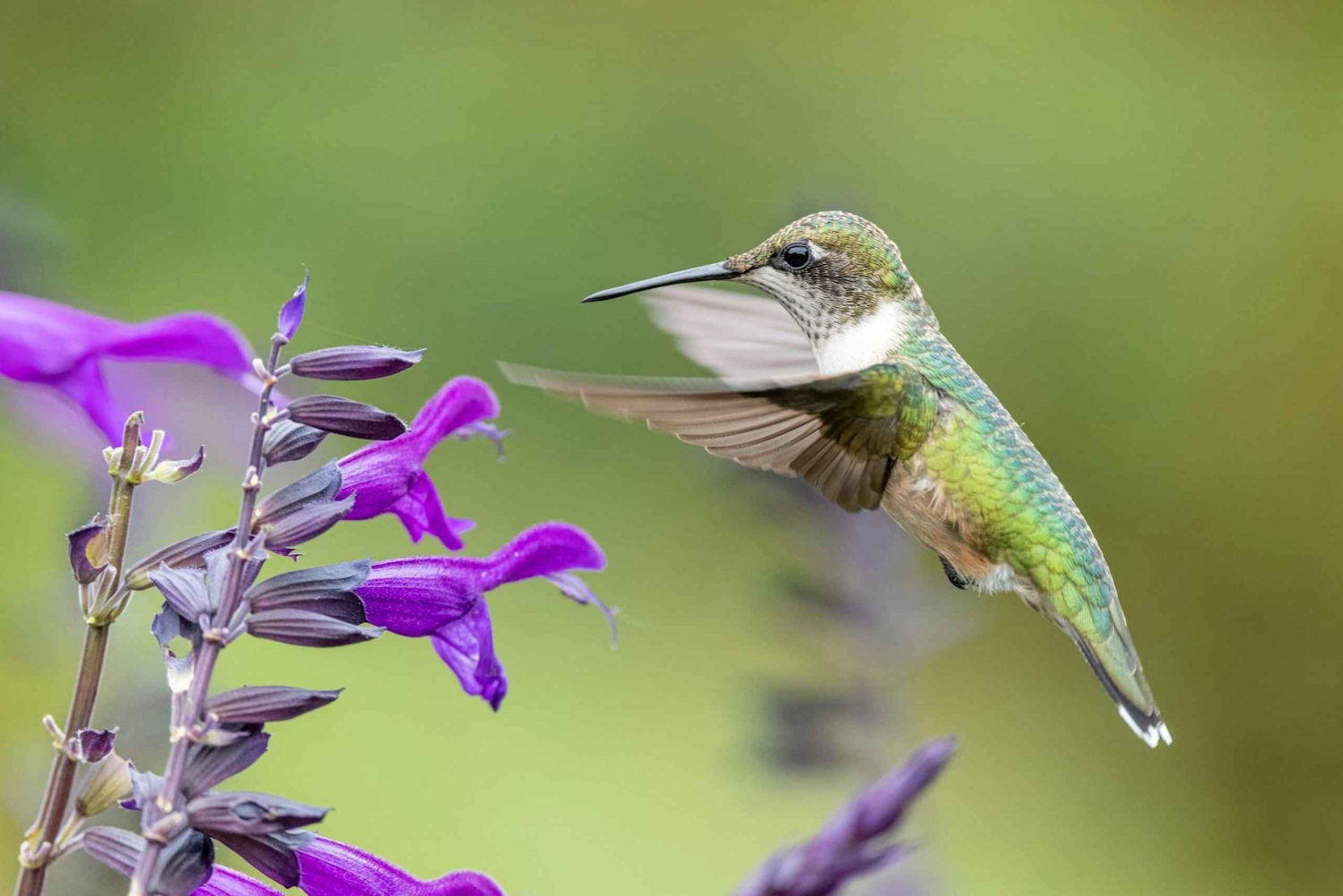 Mindo Adventure Escape: Natur, nöje och lugn