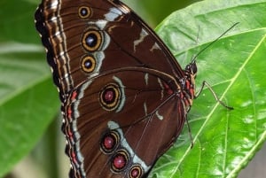 Mindo Adventure Escape: Natur, sjov og ro