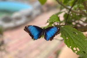 Mindo Adventure Escape: Natur, nöje och lugn