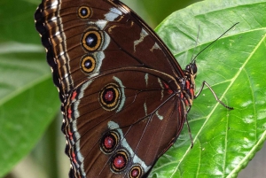 Mindo Adventure Escape: Natur, nöje och lugn