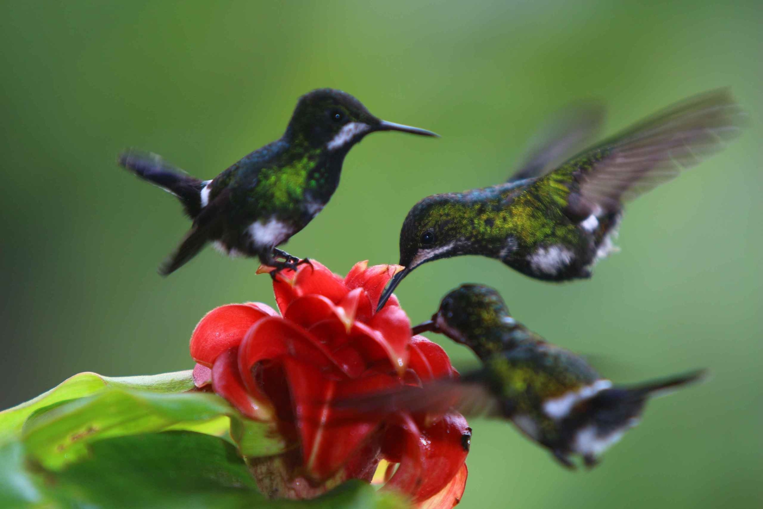 Mindo: Autentisk opplevelse i tåkeskogen