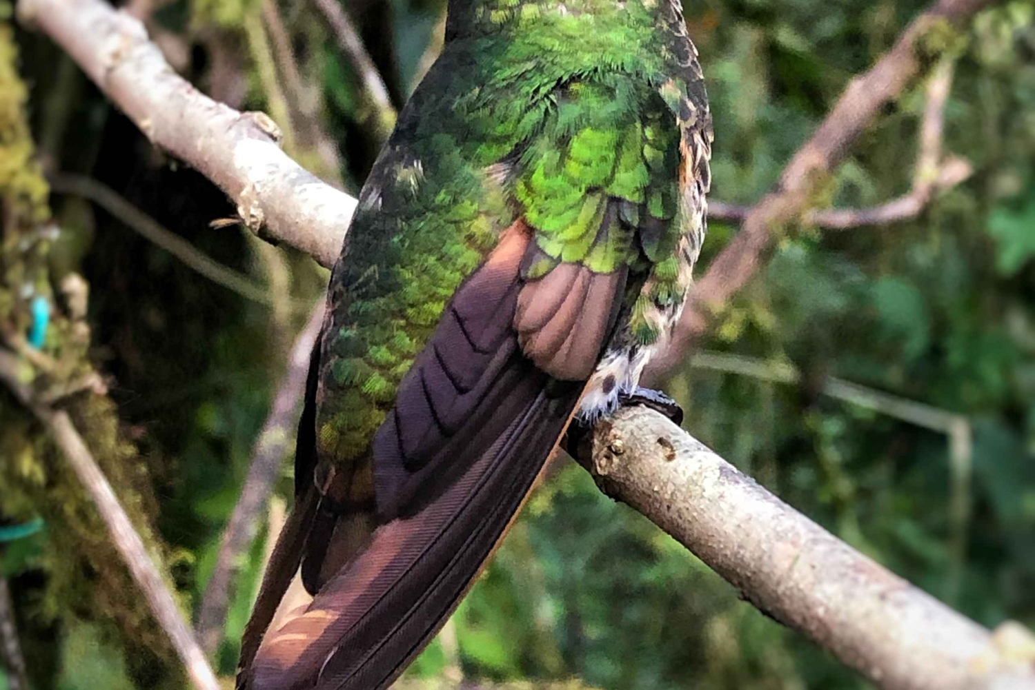 Mindo: Autentisk opplevelse i tåkeskogen